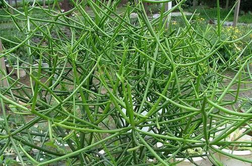 『植物』它没叶，全是枝干，注意生长环境，护理的当，你也可以养开花