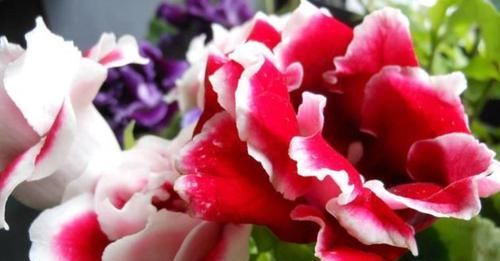  【美色】家养此款花卉，开花勤爱爆盆，耐寒易打理，花美色艳