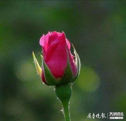  『月季』多姿多彩的花中皇后——月季