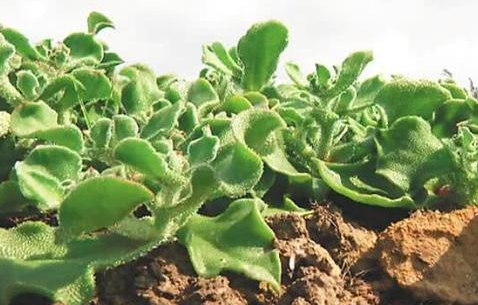  「种子」一亩仅需5克种子，亩产可达5千斤，一斤13元，是农村喜