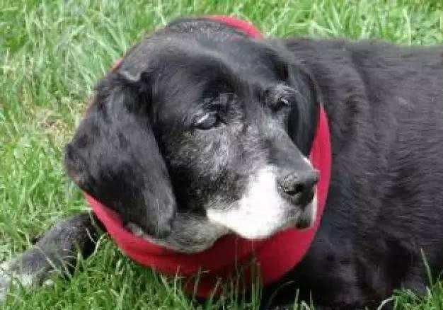  寿星：英国史上最长寿的一只狗狗寿星已经21岁了，相当于人类的147岁