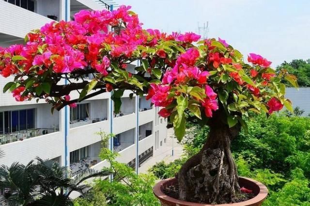 【日常】高温天气,三角梅叶子大量脱落,我们日常养护“这么做”,快速催新芽