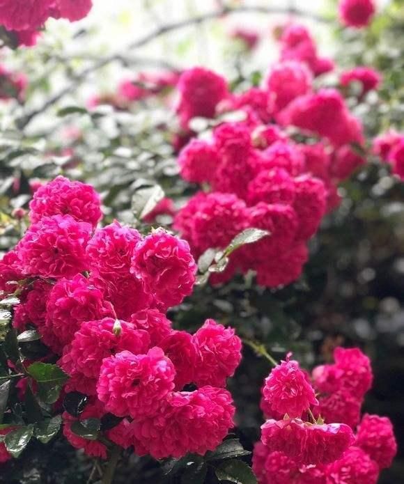  花朵：立春过后，此种花卉要栽上两株，花朵犹如小灯笼，好养易成活