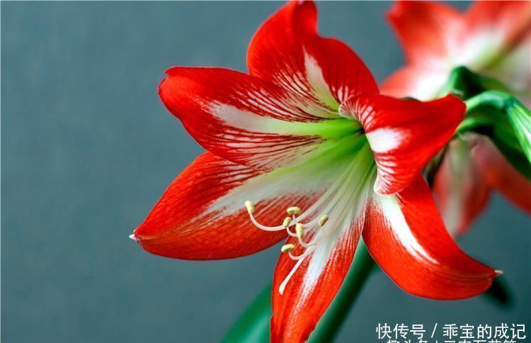  『合种为一』花卉种植技术种植对对红如何进行繁殖，和有效的养护技巧