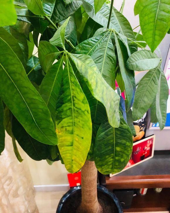  『不好』发财树不好养，老花匠教你养，做好这4点，还能开出小白花