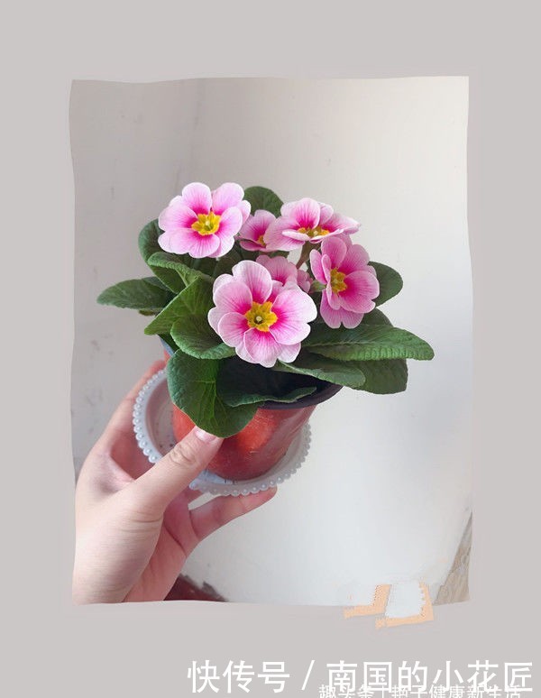  [长寿花]这几款小花养在家里，开花硕大香味浓，花姿优美，为花中异色，美