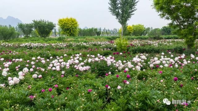  「同赏」母亲节，送花不如赏花，伴母同赏芍药花