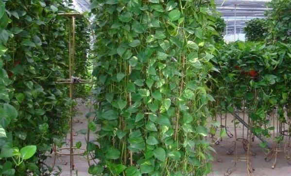  「生长」家养绿萝，就用这种“天然肥水”，1根枝窜“几米”，长成瀑布！