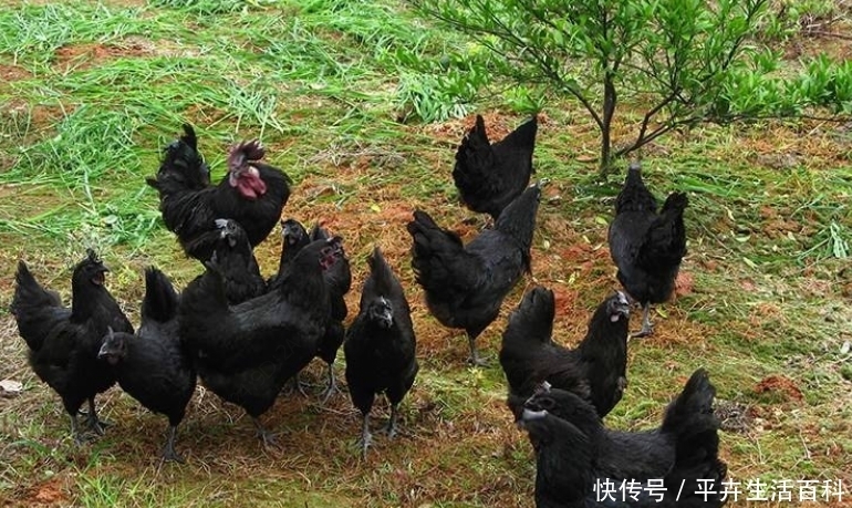  #我国#农村一种我国古老的养殖品种，现在一斤20元，年纯收入10