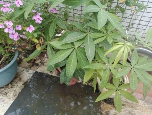  「值得」2种花寓意好，摆家里还“镇宅”，养护2年价值“翻4倍”，值得养