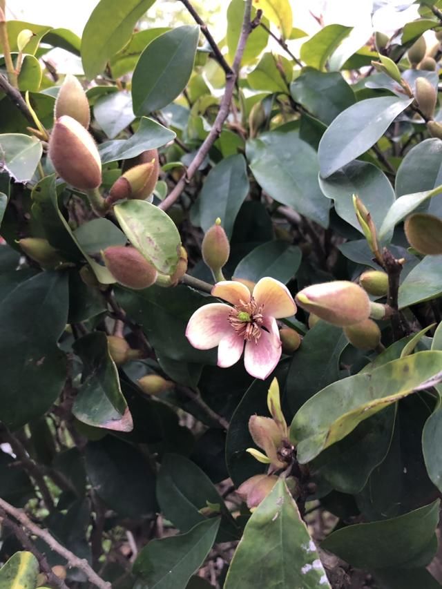  养护的时：含笑花名字取得真喜庆，开花可爱动人，香味飘到邻居家！