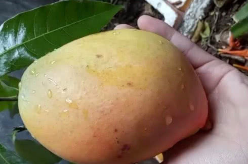  『拥有』在家也能种“芒果”，简单好栽种，结果量大，味道好，值得拥有！