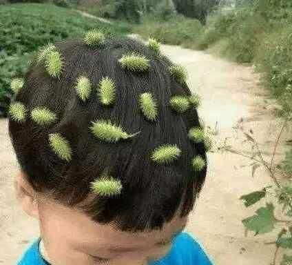  没错@七八十年代喂猪的野草，不是中药材就是野菜，吃过的是土豪