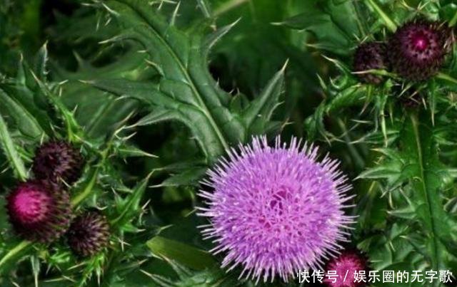 #见到#乡间一种“刺玫瑰”,爱长麦田里,农民见到就除,没想到还有大用!