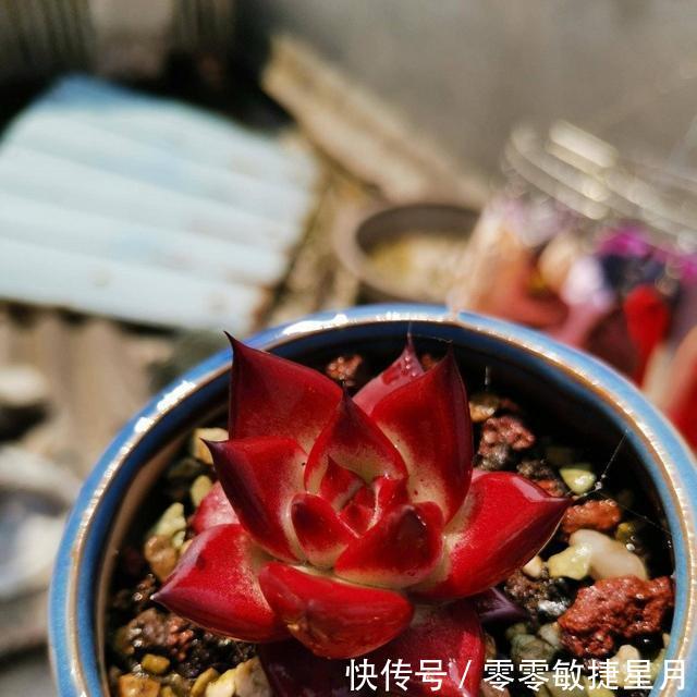 【时节】多肉在美好时节里尽情绽放吧!