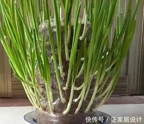  「吃不完」塑料袋子别扔了，像奶奶一样种“辣椒”，一棵结五六