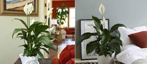 卧室里面■这几种植物适合养在卧室里,可适当净化空气