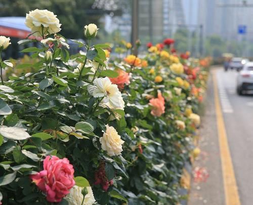 『开花真』谁说月光族就不配养花?这20种月季花月薪3000也能养