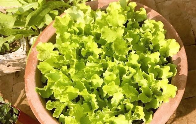  [种菜]在阳台花盆里种水果，果树下面种菜，收获好意外