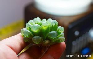  养护@养护多肉“玉露”，做好这7点，株型憨憨可爱叶色晶莹剔透