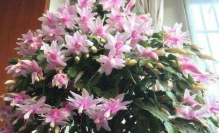 「芳香」芳香四溢的几种花,家里阳台养几盆,让你的心情愉悦一整天!