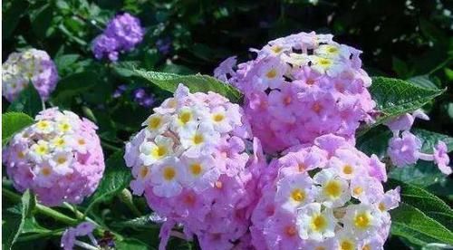  『爱爆』此花，堪称花界中的毒美人，一花多色，绚丽可爱，四季开花爱爆盆