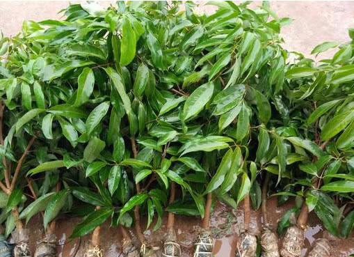 「盆栽」“荔枝”在家盆栽棵,简单好养,一树结出几百个,好看又美味!