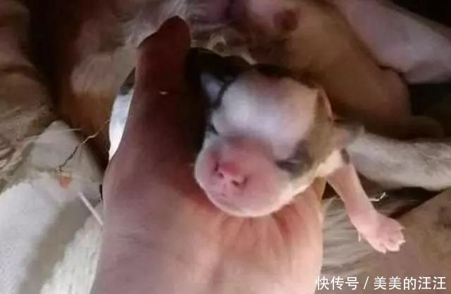 「怀孕」收养了一只怀孕还被驱赶的大金,可这窝狗崽子要怎么处理