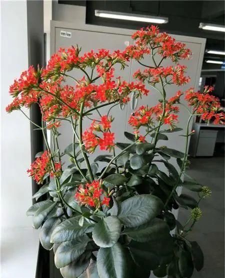 【长寿花】1米8的长寿老桩，狠心砍光了，半月重新长一堆！