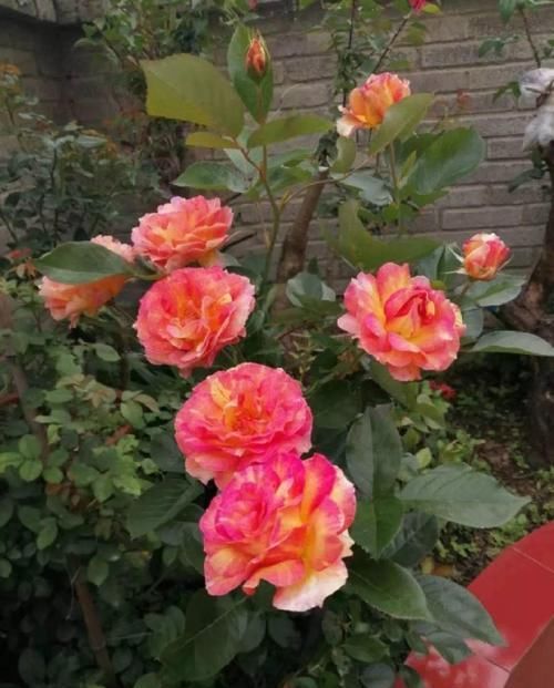  [生活]40岁之前，赚钱养家，40岁之后，种菜养花！