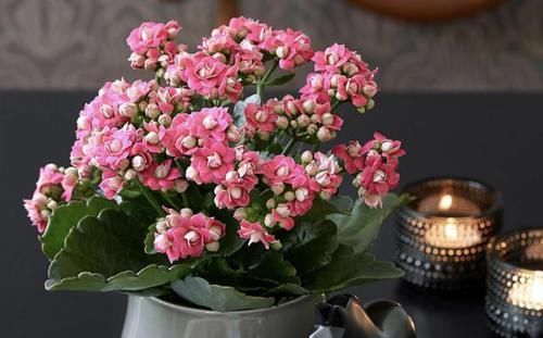 『花苞』花苞多的“3种花”,种花盆里就“成活”,养1个月冒花朵,太美