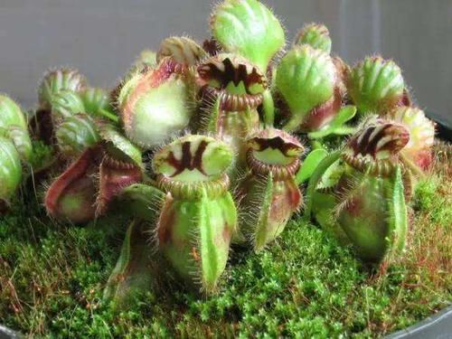  【秘密】植物叶子背后的一些奇特的小秘密！