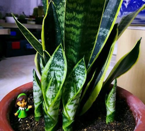  #虎皮#虎皮兰叶片扦插不生根？勤快惹的祸，掌握扦插时机虎皮兰快速生根