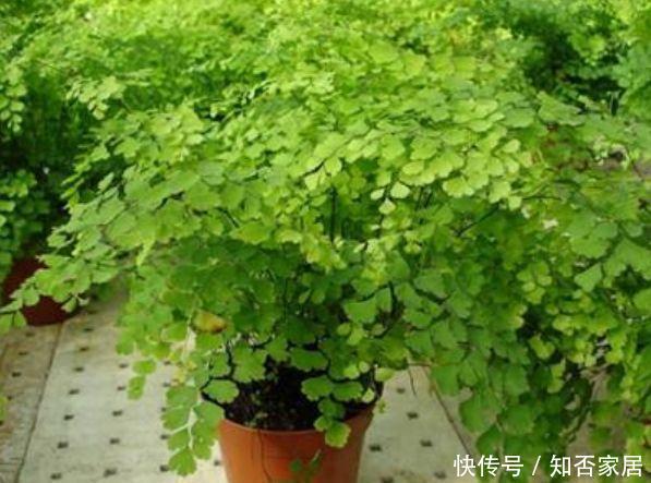 『花养』4种懒人花,不怕把花养死了,长得特别快,很容易爆盆
