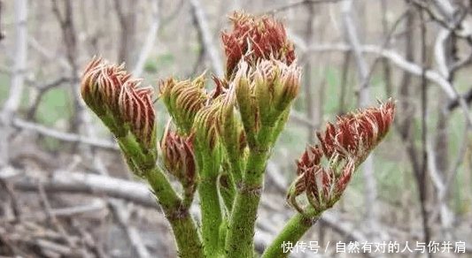 农村有种稀罕物, 被称为“树上人参”, 农民们却舍不得吃