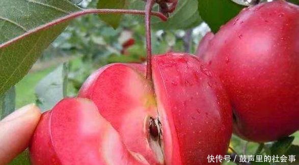 农村一种稀有红色果肉水果，每斤80块钱，原来很多农民还不知道！