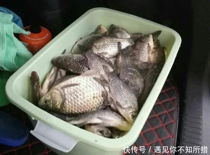  [酒米窝料]自制鲤鱼窝料，钓获一条8斤的鲤鱼，还有一箱野生大板鲫鱼