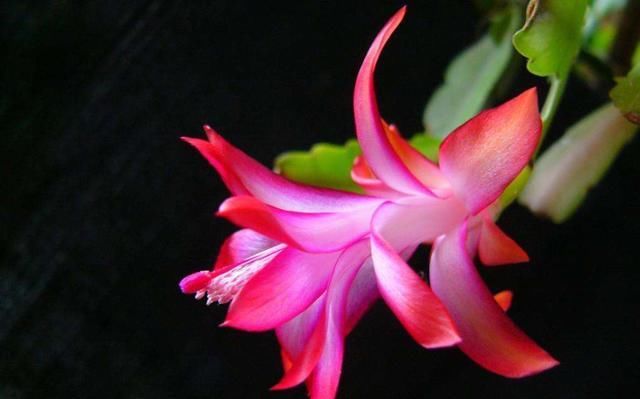  『一大』3种花很好养，养护简单能扦插，来年养出一大盆，阳台养成小花园