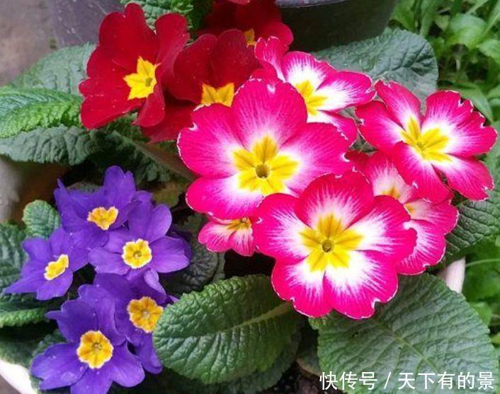 日子:3种花花期超长开花美,养家里,四季如春寓意好,日子越过越红火