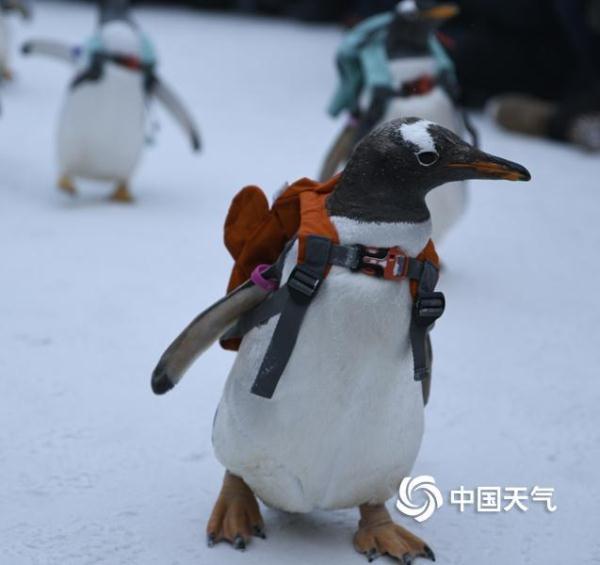 哈尔滨：可爱企鹅亮相冰雪大世界 萌翻全场