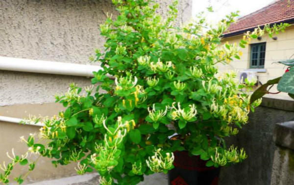  「名贵」一种常见的漂亮植物，不仅是名贵中药材，也是制作盆景的好材料