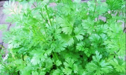  「蔬菜」北方春天吃什么时令蔬菜好？老厨师说：10种露地应季蔬菜可多吃！