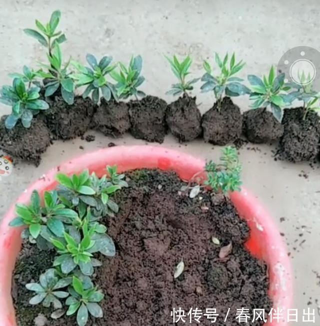 『小苗』杜鹃养不好?给它换个地方,天天开成花疙瘩,扦插小苗几百棵