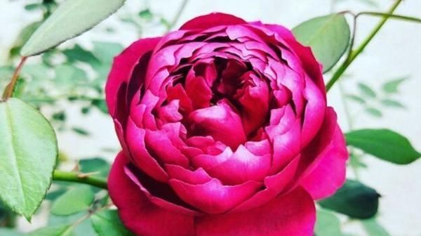  「春天」花期最长的花排名都是什么?