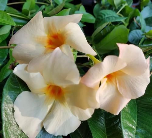  「搭设支架」花朵灿烂的飘香藤，光照灿烂才好多开花