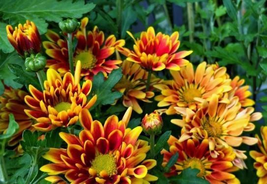  食醋：家养“勋章菊”，5月打翻了“醋坛子”，花苞上百朵，花开红又艳