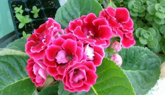  #款花#掐个枝就能活的“5款花”，适合新手懒人，观赏价值高，繁盛迷人