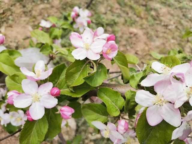  「苹果花」陕西苹果开花的时候也要“计划生育”，今年苹果花也能卖钱了