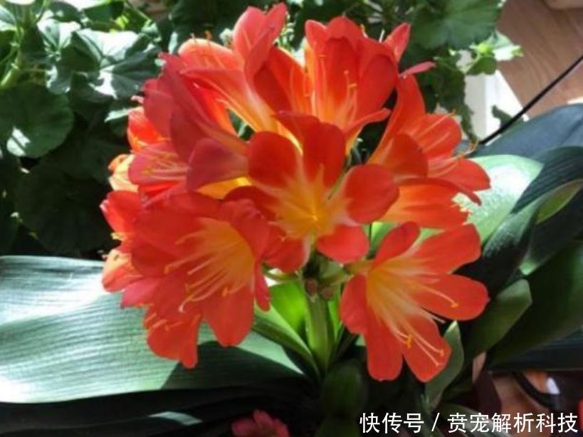  「蟹爪兰」最受欢迎的“4种花”，高端大气，花朵硕大、花期长，漂亮好养！