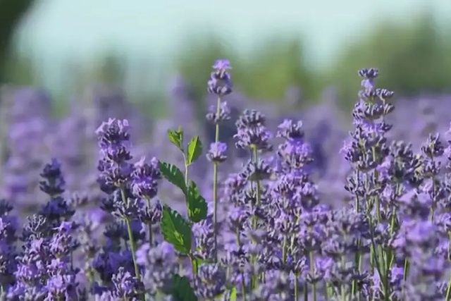  「鲜花」比种1亩粮食收入高3-5倍，看着鲜花就能赚钱，你们村可